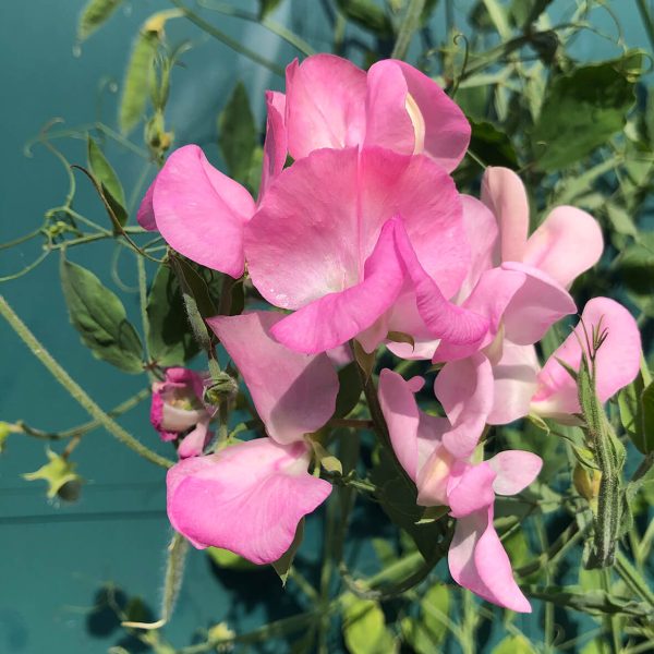 lathyrus-geluk-zaaien
